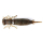 Fanatik Larva 1.6" 4,1 cm 10 Stk. 006
